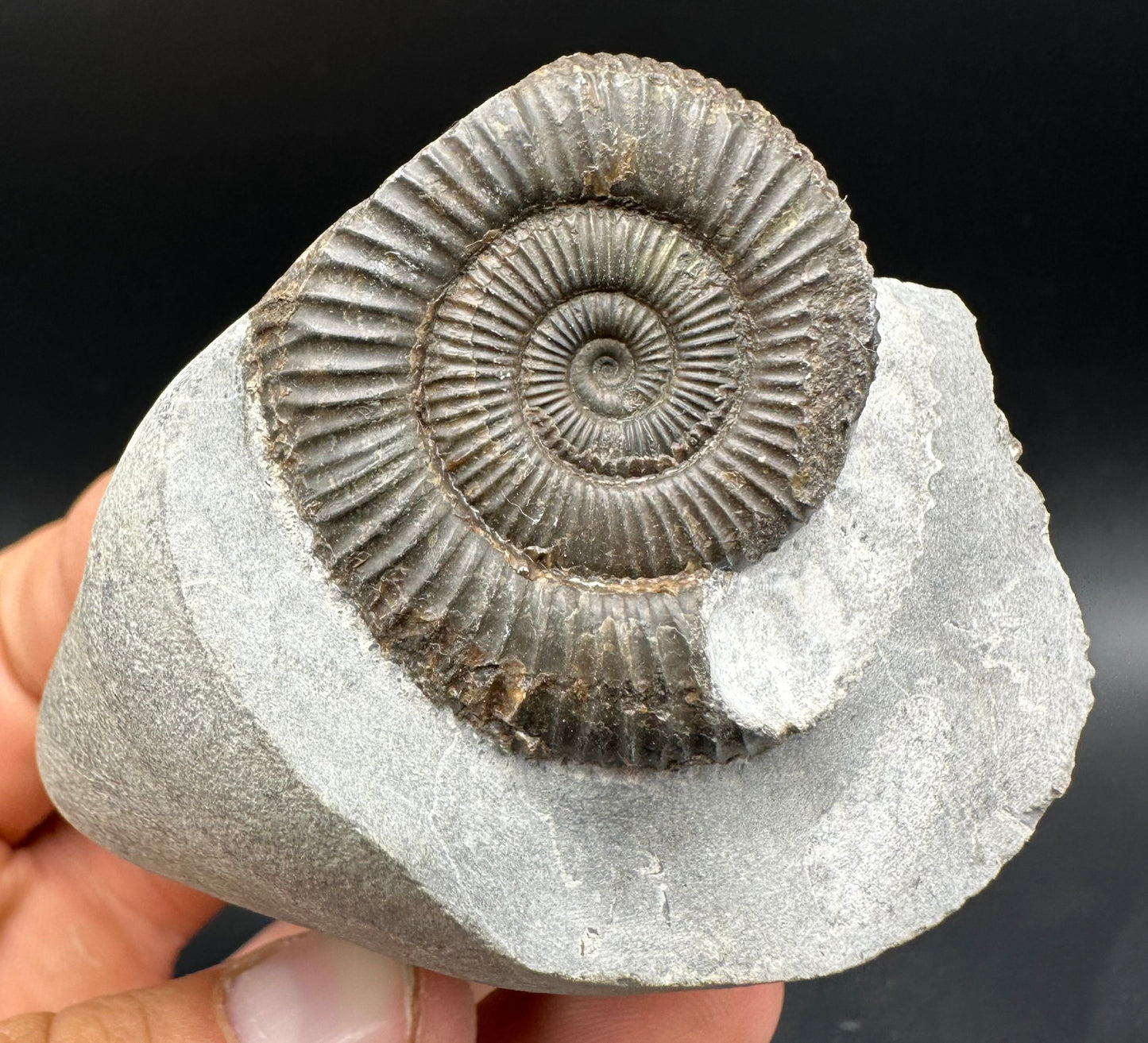 Dactylioceras Ammonite Fossil With Box And Stand - Whitby, North Yorkshire Jurassic Coast Yorkshire Fossils