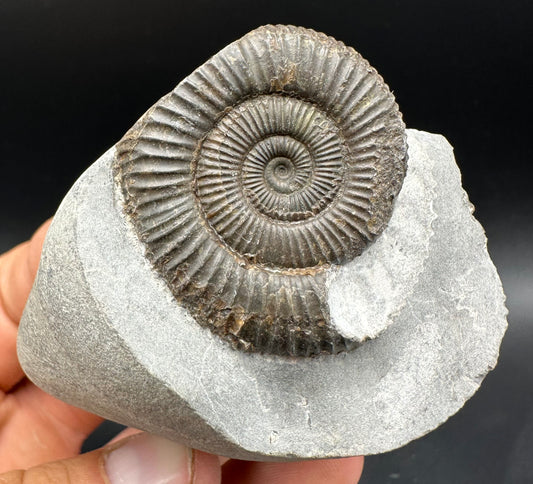Dactylioceras Ammonite Fossil With Box And Stand - Whitby, North Yorkshire Jurassic Coast Yorkshire Fossils