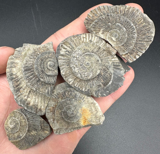 Dactylioceras imprint (negative) bundle ammonite shell fossil with box - Whitby, North Yorkshire, Yorkshire Fossils