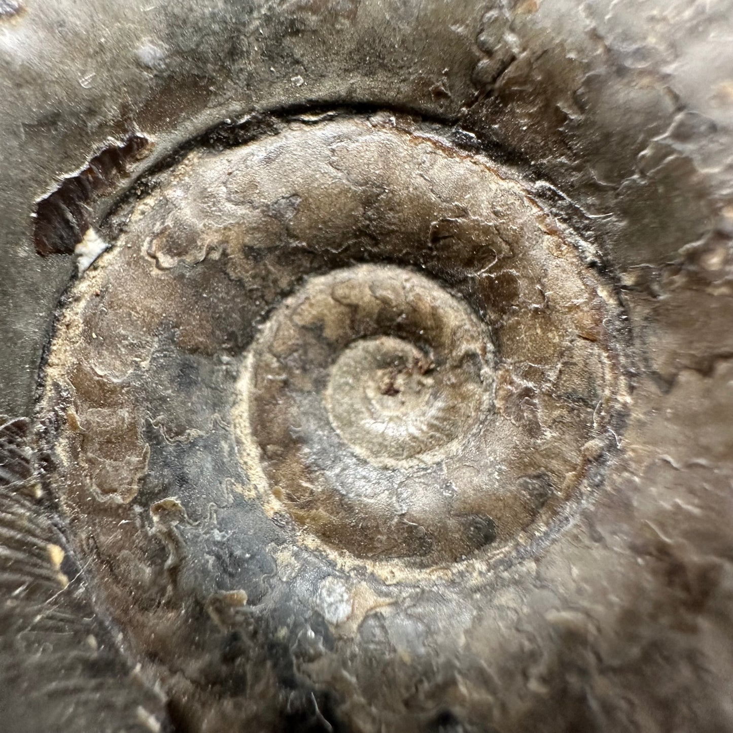 Grammoceras thoaurense Ammonite shell fossil with box and stand - Whitby, North Yorkshire, Yorkshire Fossils from the Jurassic Coast