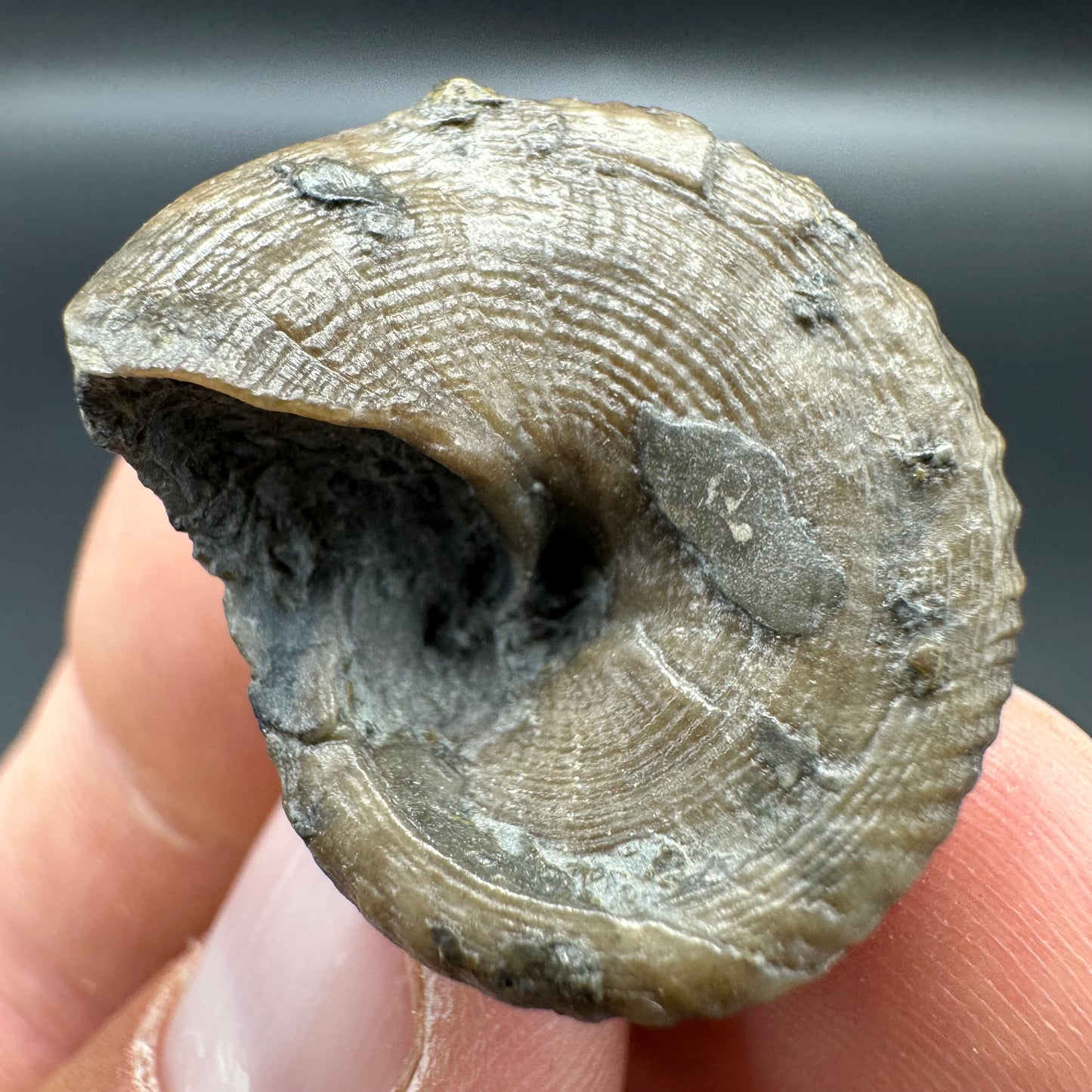 Gastropod Fossil Shell - Whitby, North Yorkshire, Jurassic Coast, Yorkshire Fossils