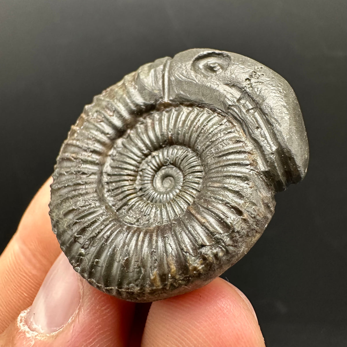 Snakestone Ammonite Fossil With Bag/Box And Stand - Whitby, North Yorkshire Jurassic Coast Yorkshire Fossils