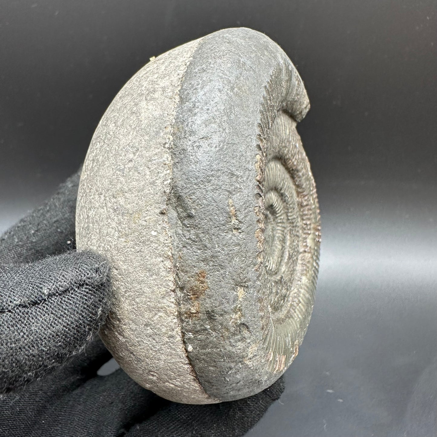 Dactylioceras semicelatum Ammonite fossil with box and stand - Whitby, North Yorkshire Jurassic Coast Yorkshire Fossils