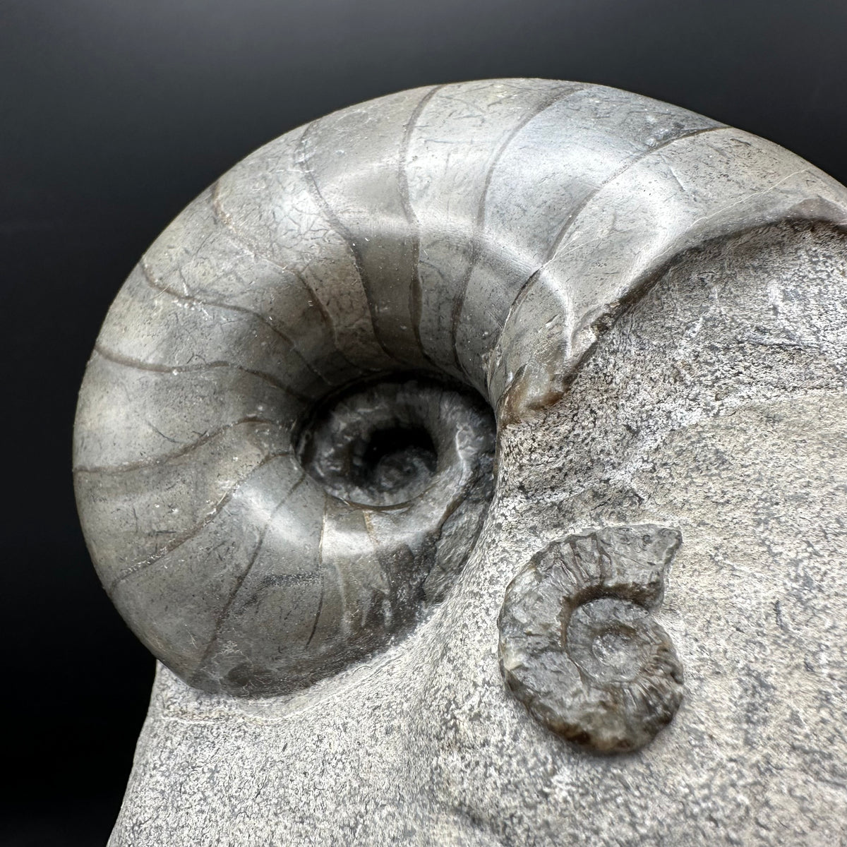 Nautilus shell fossil - Whitby, North Yorkshire Jurassic Coast