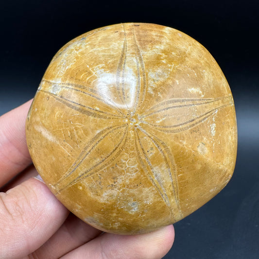 Holectypus Sea Urchin Fossil With Box And Stand - Middle Jurassic Madagascar