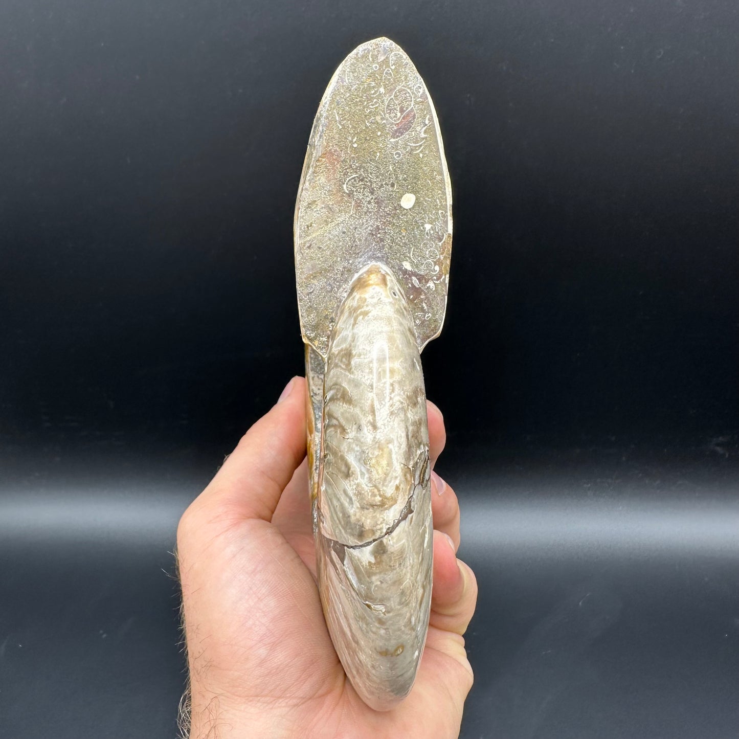 Cleoniceras Ammonite Fossil With Stand - Cretaceous Ammonite Madagascar