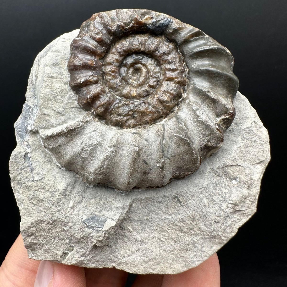 Androgynoceras maculatum ammonite fossil with box and stand - Whitby, North Yorkshire Jurassic Coast Yorkshire Fossils