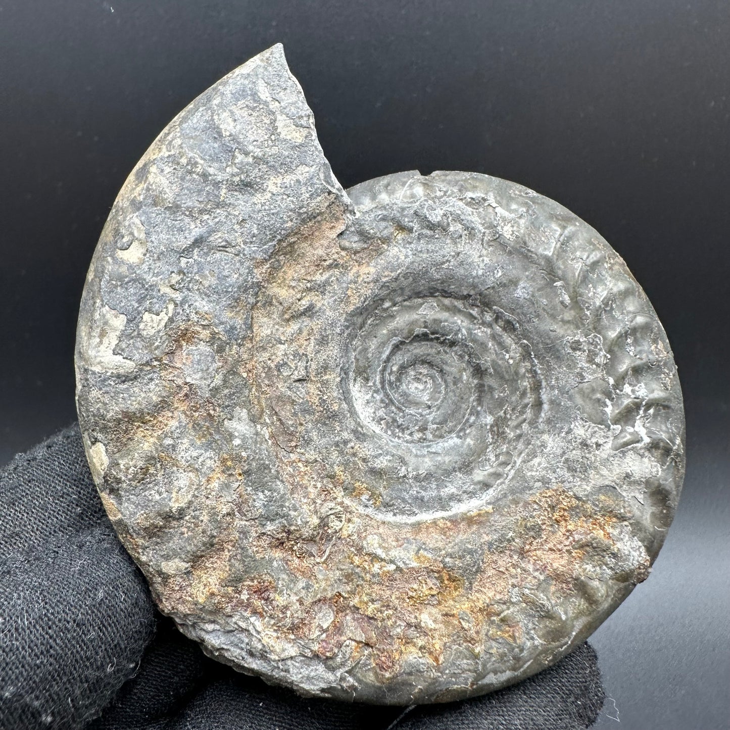 Hildoceras lusitanicum Ammonite fossil with box and stand - Whitby, North Yorkshire, Jurassic Coast, Yorkshire Fossils from the Jurassic Coast