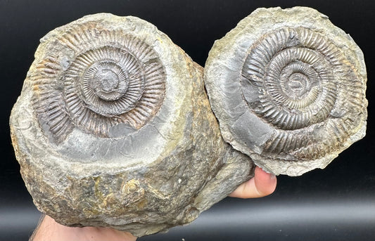 Dactylioceras Ammonite nodule (split pair) Fossil With Stand - Whitby, North Yorkshire Jurassic Coast Yorkshire Fossils