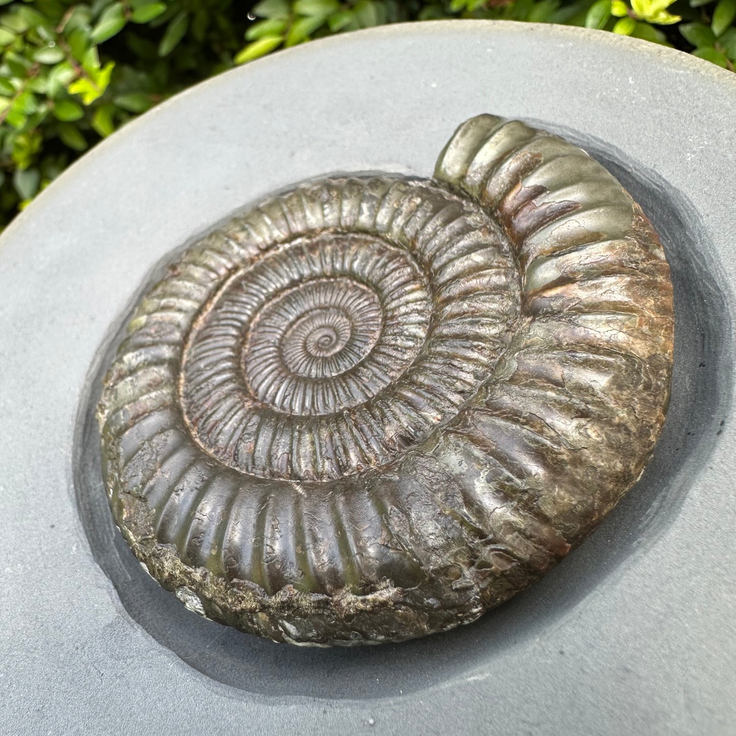 Golden Egg (IMPLANT) Ammonite fossil with stand - Whitby, North Yorkshire Jurassic Coast
