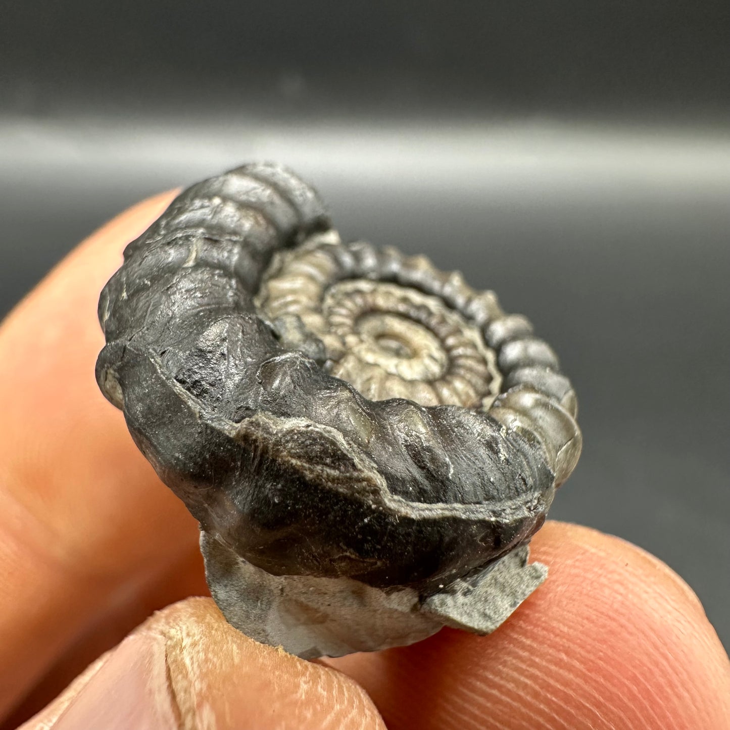 Gagaticeras Ammonite fossil with box and stand - Whitby, North Yorkshire Jurassic Coast Yorkshire Fossils