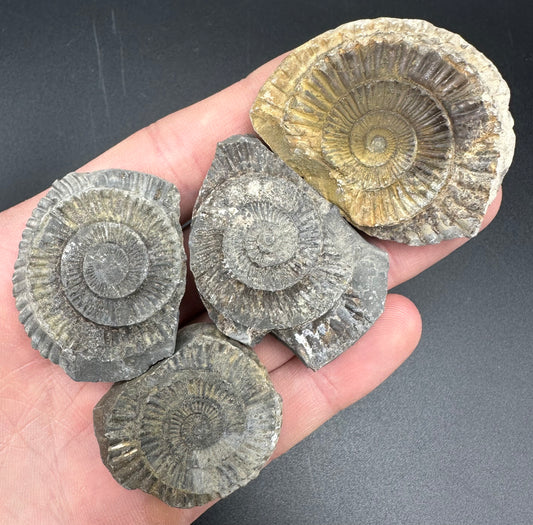 Dactylioceras imprint (negative) bundle ammonite shell fossil with box - Whitby, North Yorkshire, Yorkshire Fossils