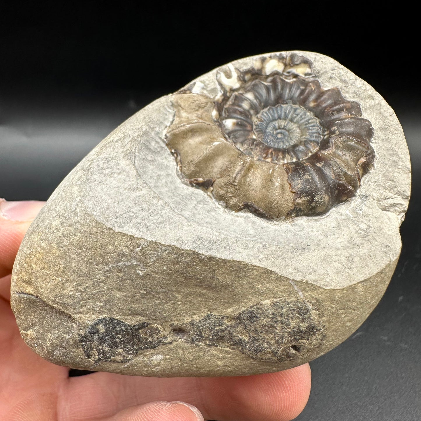 Androgynoceras maculatum Ammonite fossil with box and stand - Whitby, North Yorkshire Jurassic Coast Yorkshire Fossils n
