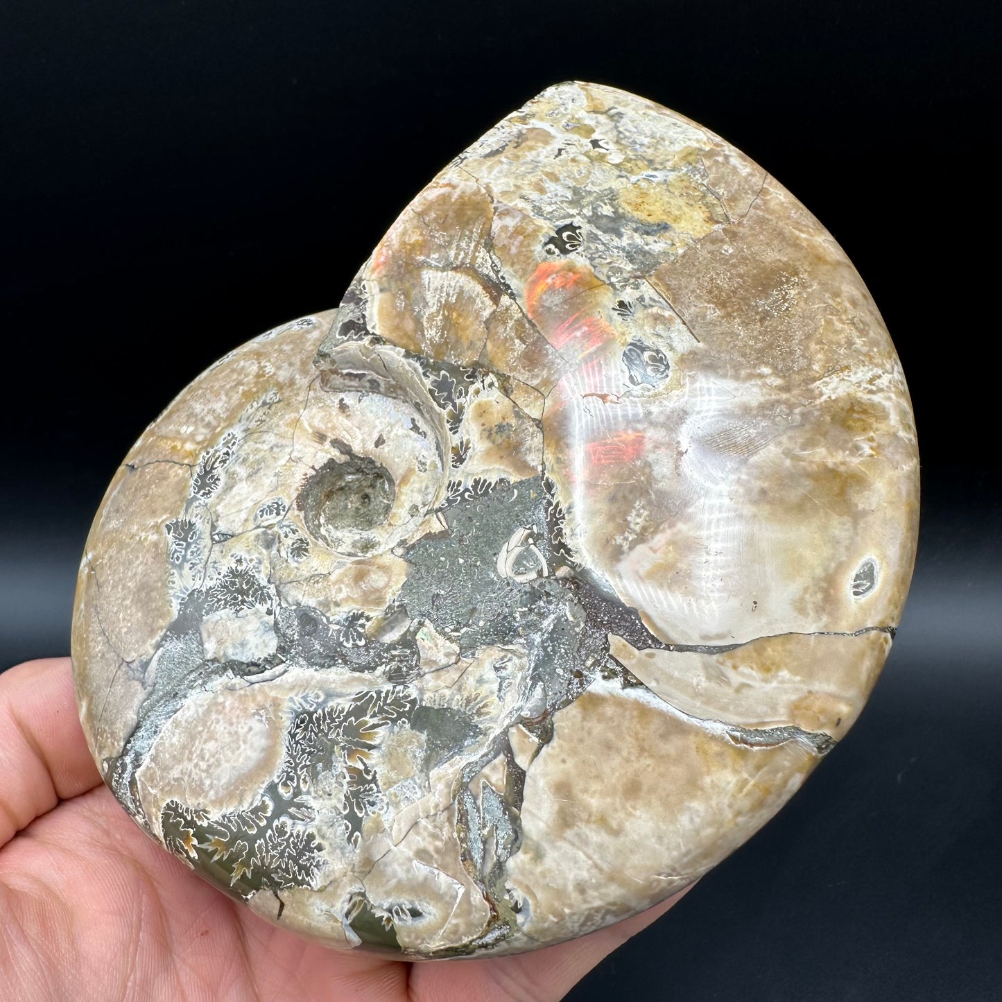 Cleoniceras Ammonite Fossil With Stand - Cretaceous Ammonite Madagascar