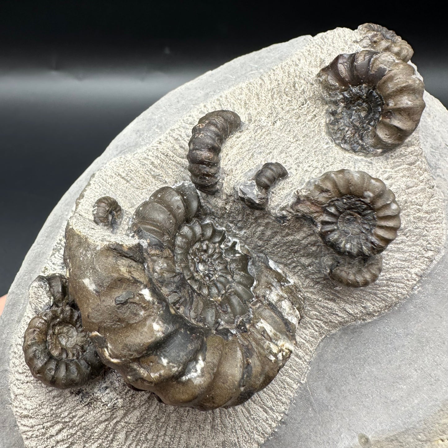 Androgynoceras maculatum ammonite fossil with stand - Whitby, North Yorkshire Jurassic Coast Yorkshire Fossils