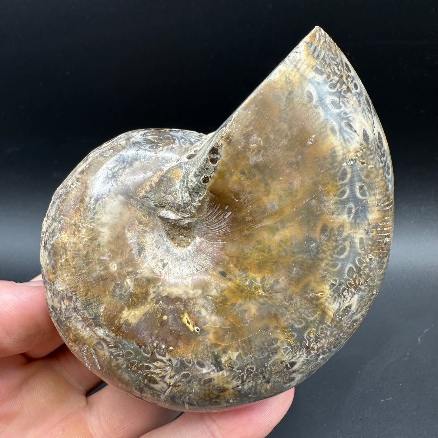 Phylloceras Ammonite Fossil With Box And Stand - Cretaceous Ammonite Madagascar