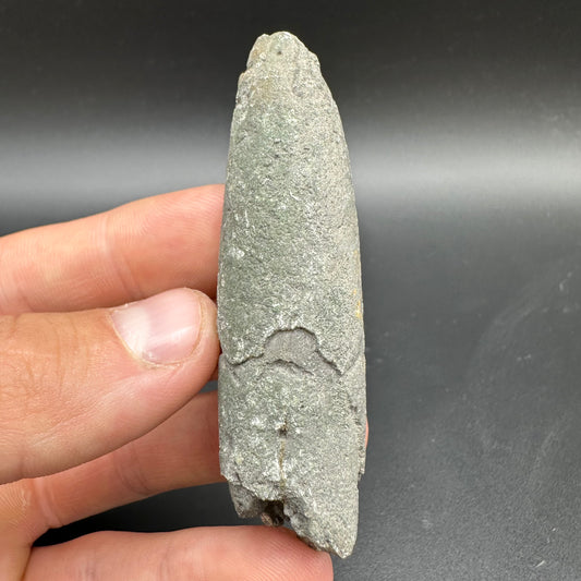 Belemnite (Fossil Squid) shell fossil - Whitby, North Yorkshire Jurassic Coast Yorkshire Fossils