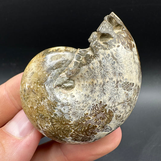 Phylloceras Ammonite Fossil With Box And Stand - Cretaceous Ammonite Madagascar