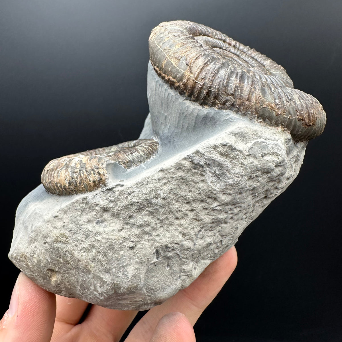 Dactylioceras Ammonite Fossil With Stand - Whitby, North Yorkshire Jurassic Coast Yorkshire Fossils