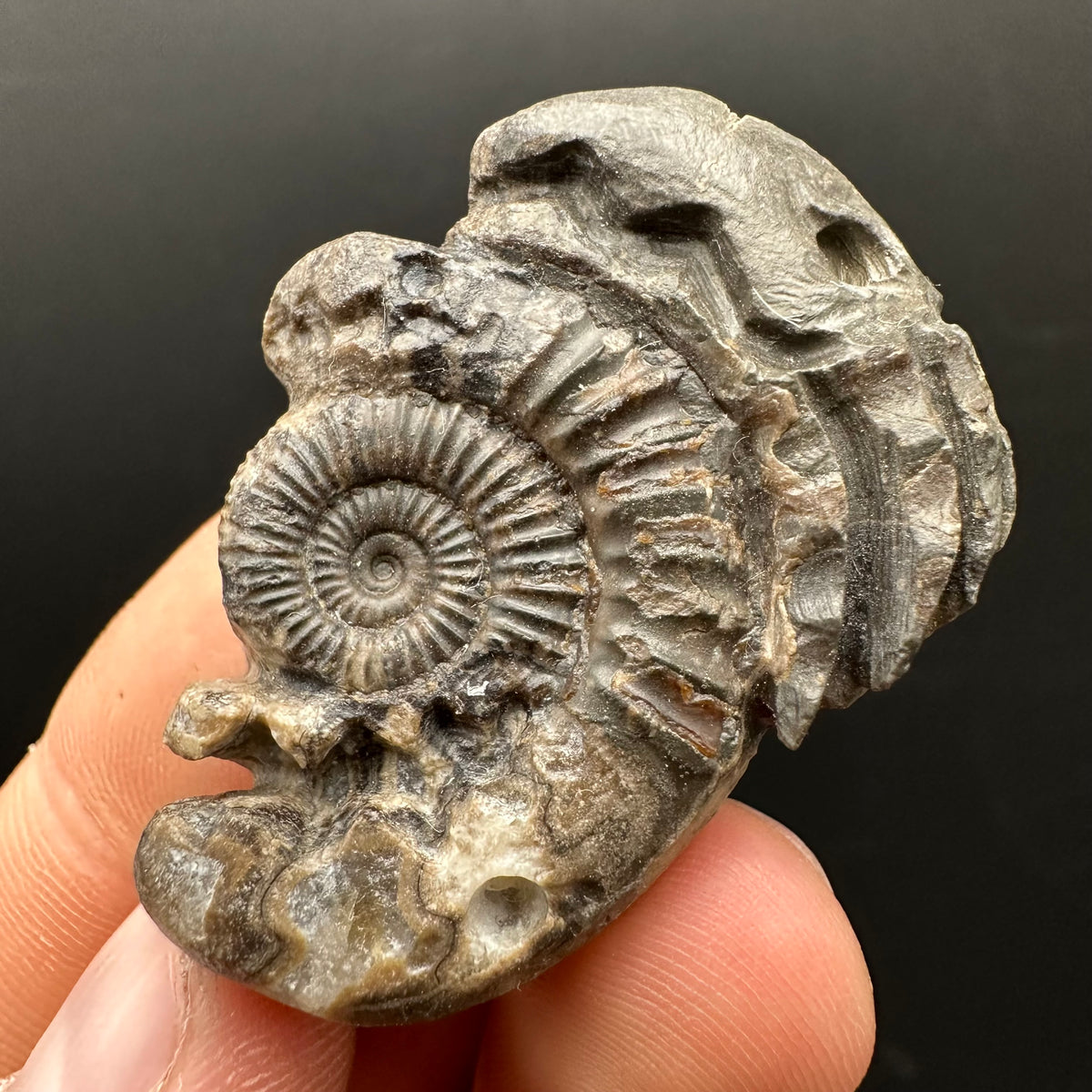 Hydra Snakestone Ammonite Fossil With Bag/Box And Stand - Whitby, North Yorkshire Jurassic Coast Yorkshire Fossils
