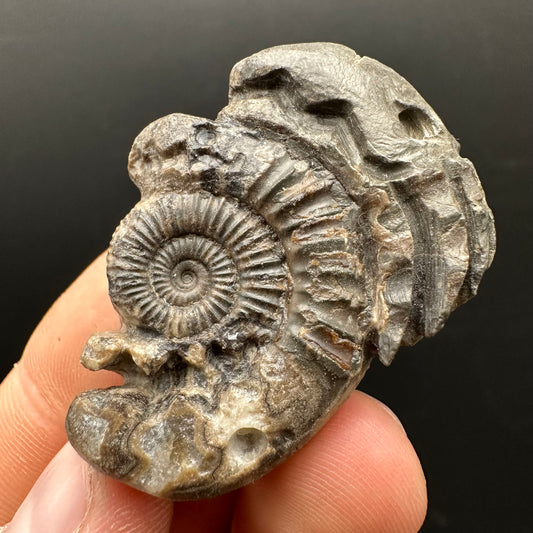 Hydra Snakestone Ammonite Fossil With Bag/Box And Stand - Whitby, North Yorkshire Jurassic Coast Yorkshire Fossils