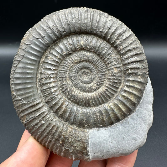 Dactylioceras Ammonite Fossil With Box And Stand - Whitby, North Yorkshire Jurassic Coast Yorkshire Fossils