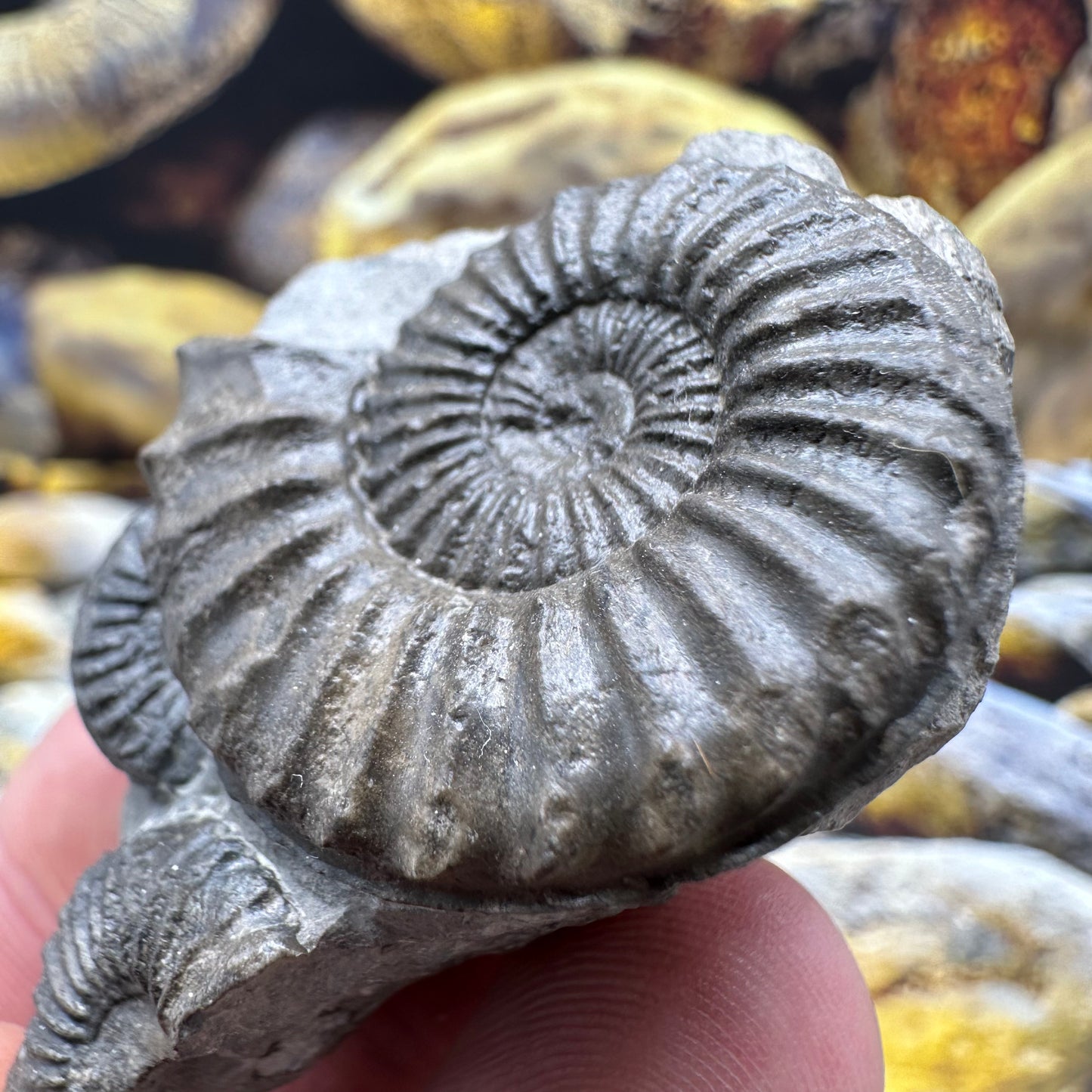 Pleuroceras hawskerense ammonite fossil - Whitby, North Yorkshire Jurassic Coast, Yorkshire fossils