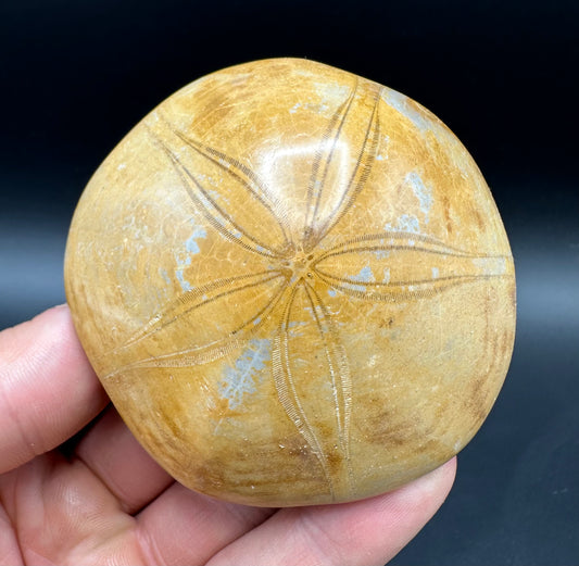 Holectypus Sea Urchin Fossil With Box And Stand - Middle Jurassic Madagascar