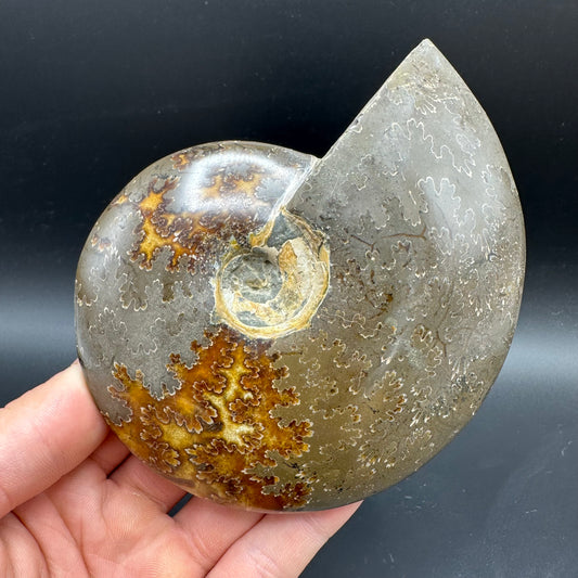 Cleoniceras Ammonite Fossil With Stand - Cretaceous Ammonite Madagascar