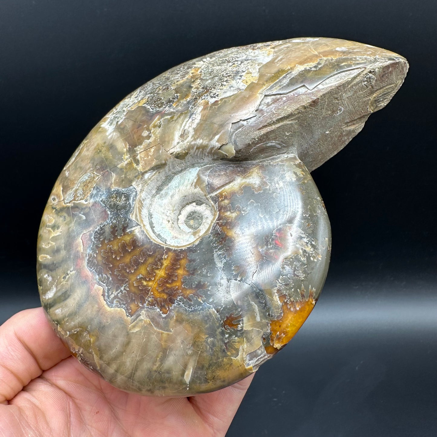Cleoniceras Ammonite Fossil With Stand - Cretaceous Ammonite Madagascar