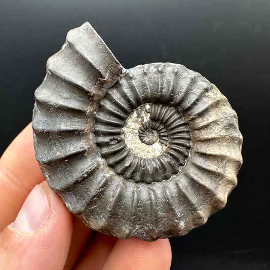Pleuroceras hawskerense Ammonite fossil with box and stand - Whitby, North Yorkshire Jurassic Coast, Yorkshire fossils