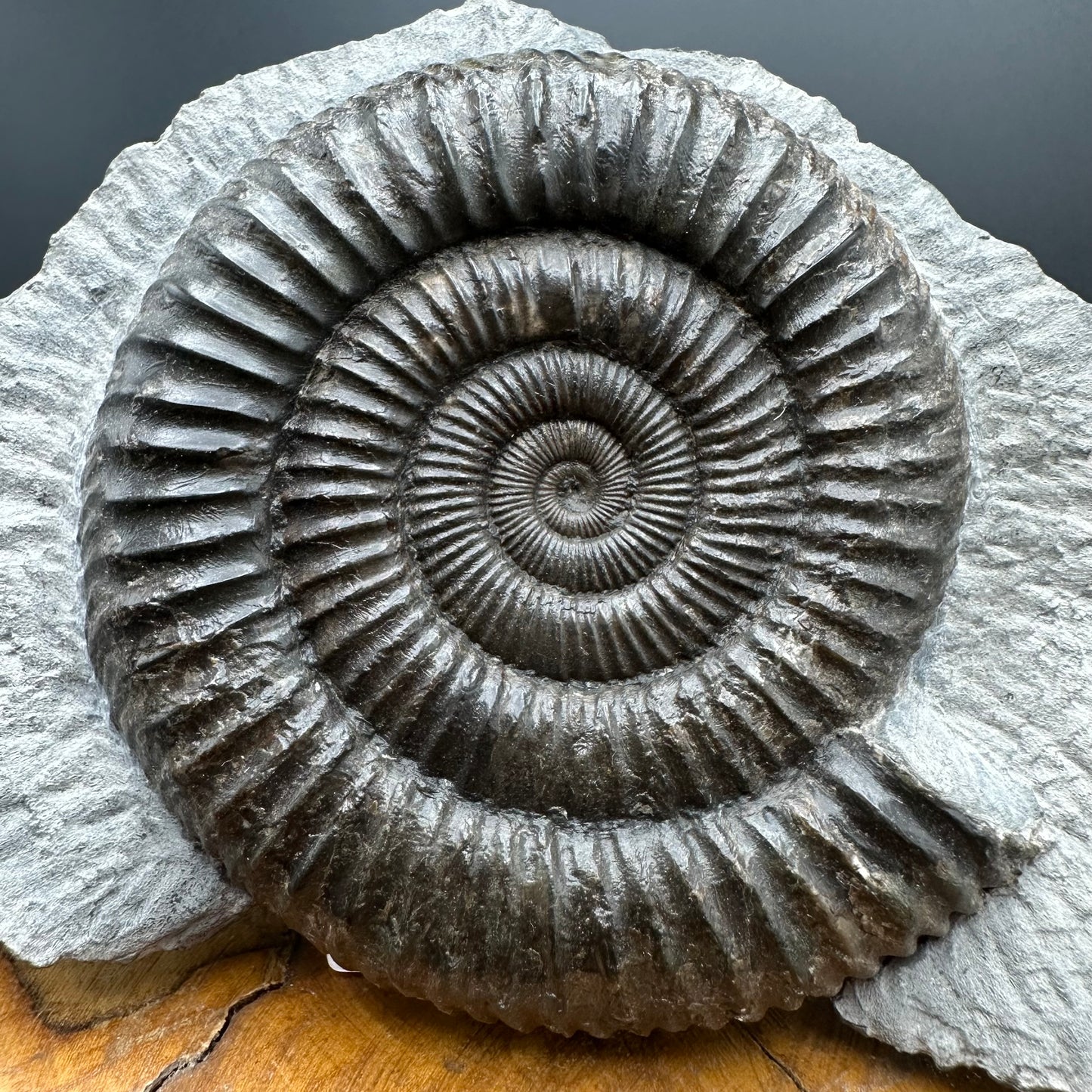 Dactylioceras Ammonite Fossil With box and Stand - Whitby, North Yorkshire Jurassic Coast Yorkshire Fossils