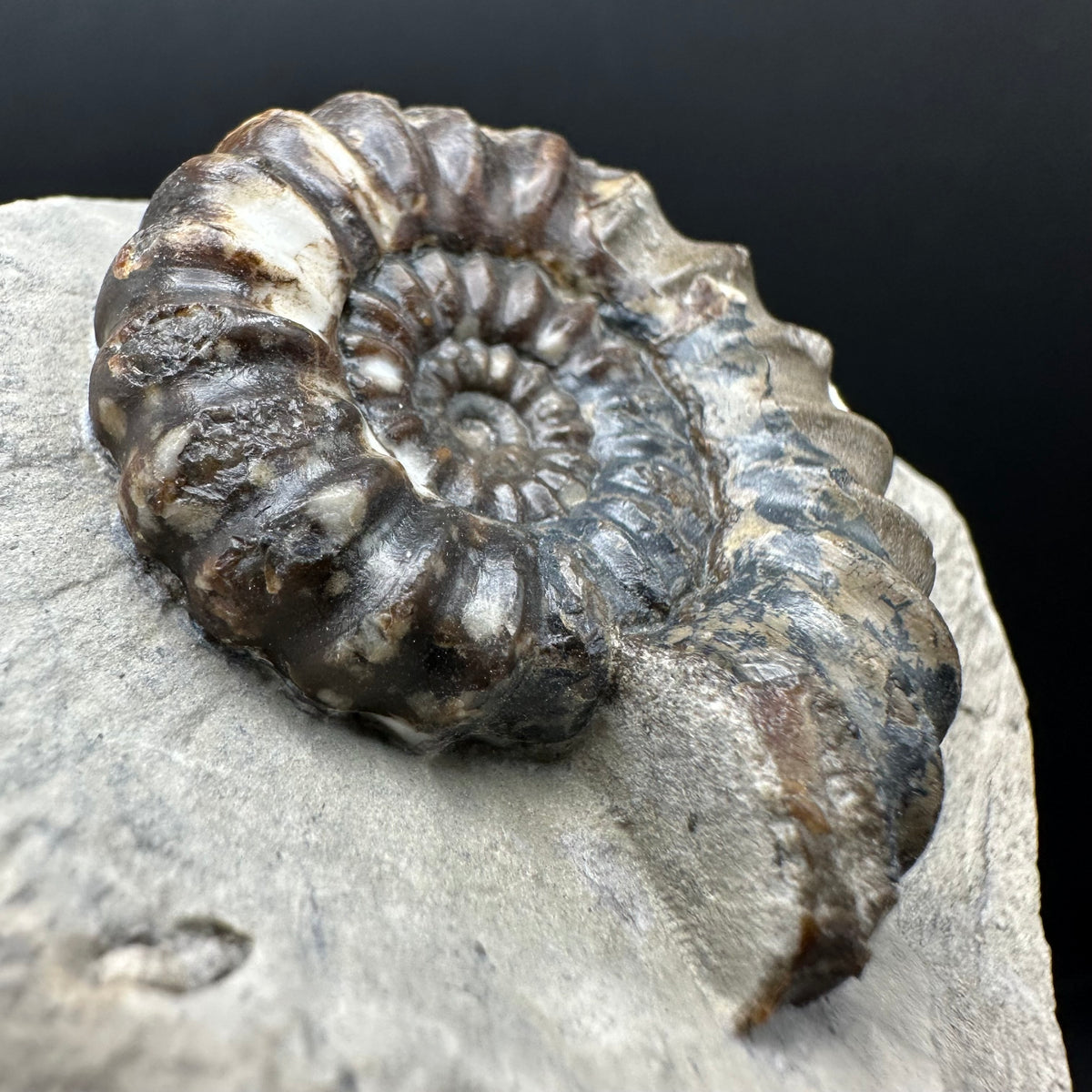 Androgynoceras maculatum ammonite fossil with box and stand - Whitby, North Yorkshire Jurassic Coast Yorkshire Fossils