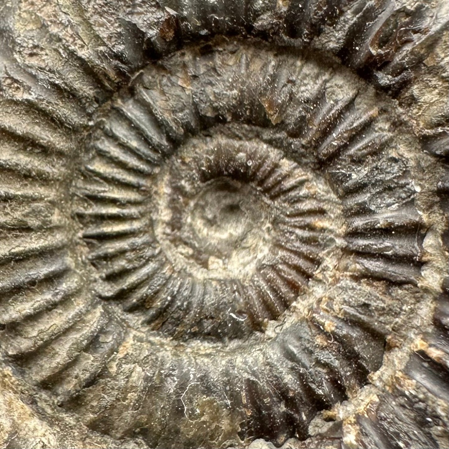 Dactylioceras Ammonite Fossil With Box And Stand - Whitby, North Yorkshire Jurassic Coast Yorkshire Fossils