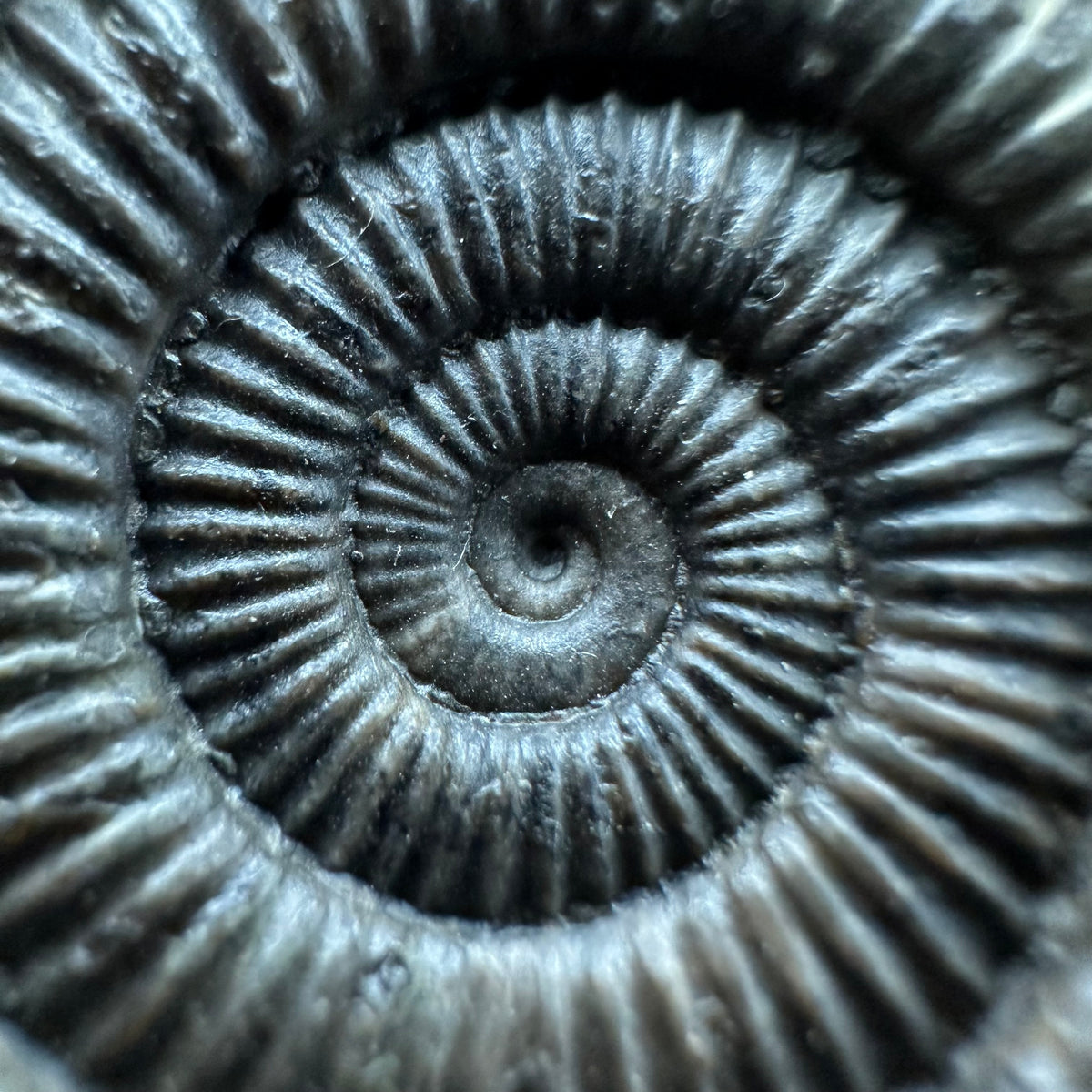 Dactylioceras Ammonite Fossil With box and Stand - Whitby, North Yorkshire Jurassic Coast Yorkshire Fossils