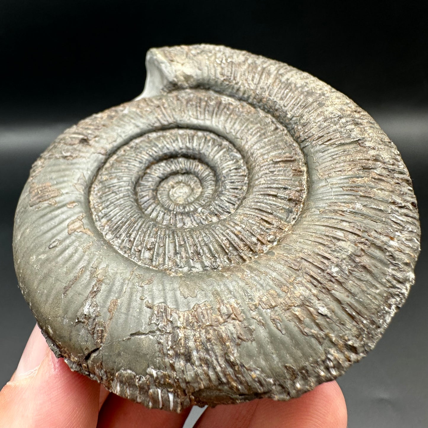 Dactylioceras semicelatum ammonite fossil with box and stand - Whitby, North Yorkshire Jurassic Coast Yorkshire Fossils