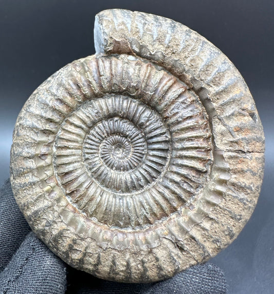 Dactylioceras Ammonite Fossil With Box And Stand - Whitby, North Yorkshire Jurassic Coast Yorkshire Fossils