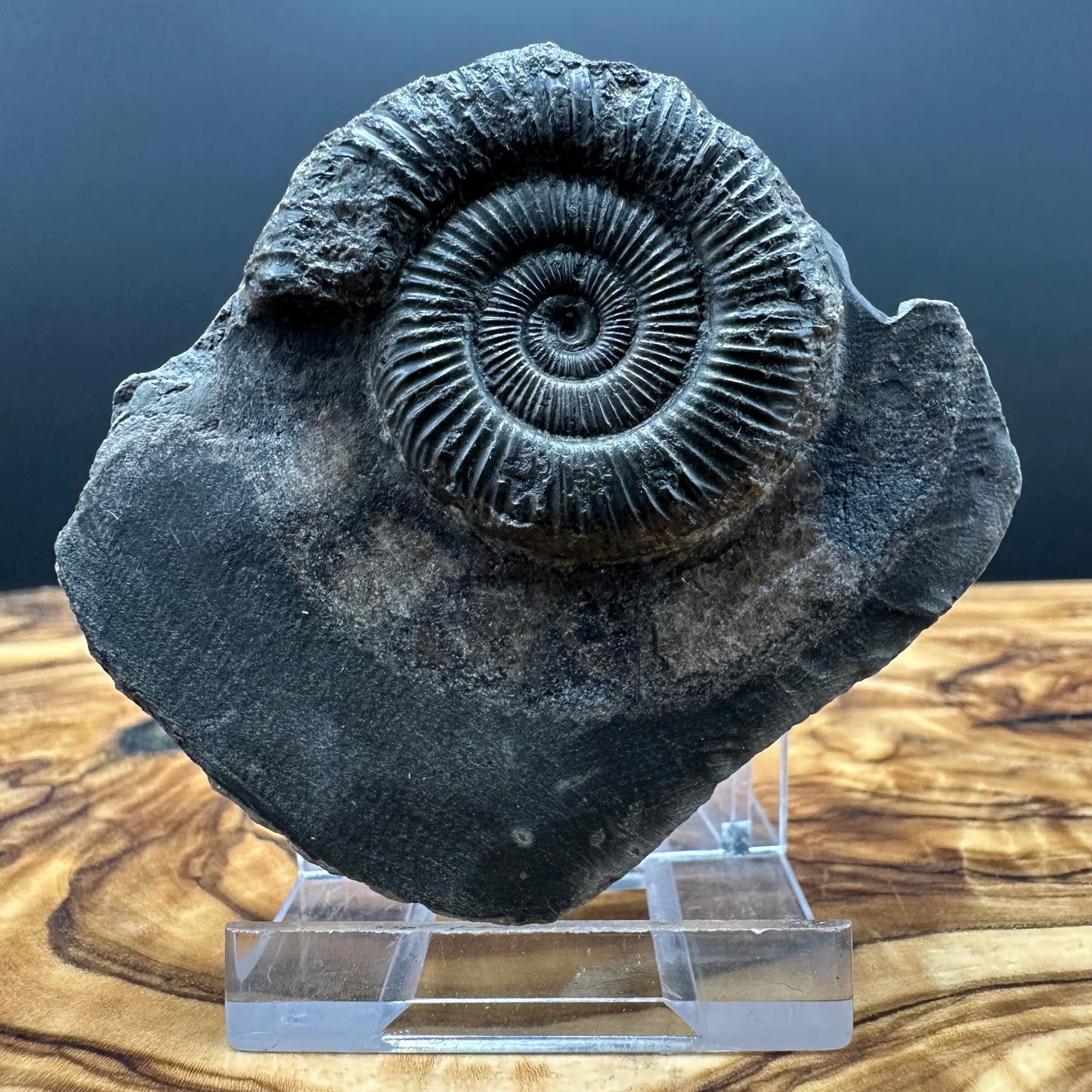 Genuine Yorkshire ammonite fossil for sale – Whitby Jurassic specimen