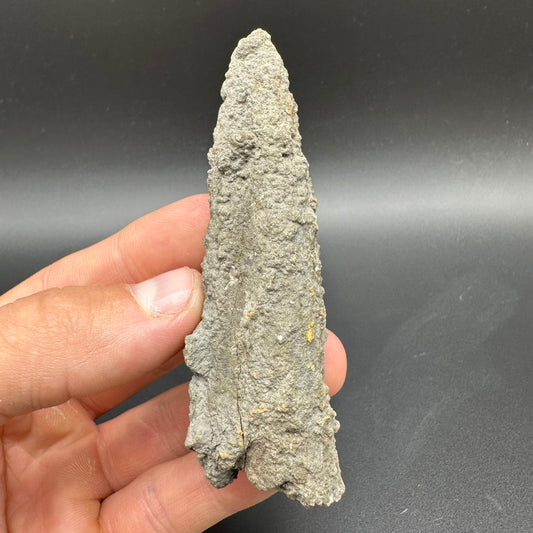 Belemnite (Fossil Squid) shell fossil - Whitby, North Yorkshire Jurassic Coast Yorkshire Fossils