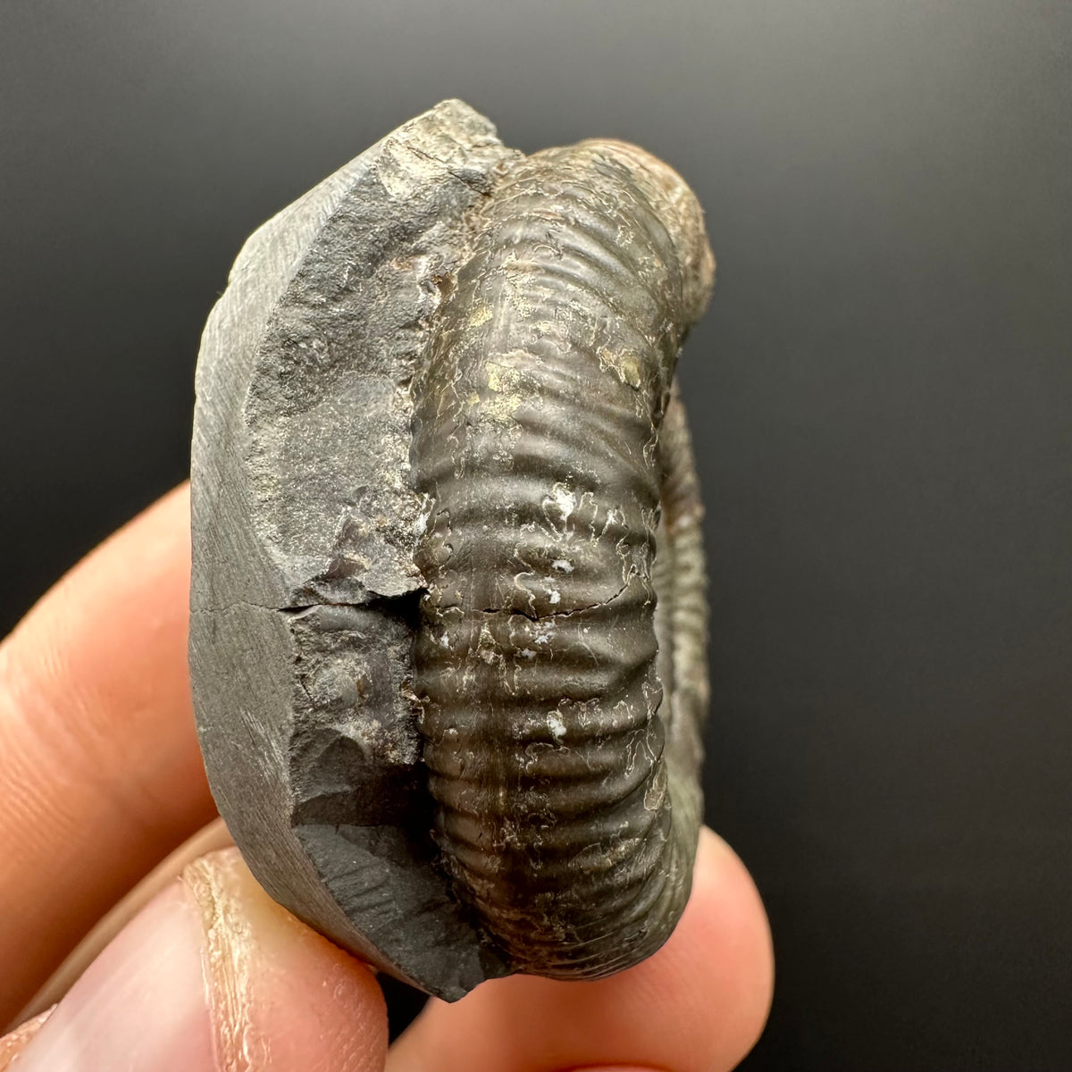Dactylioceras Ammonite Fossil With box and Stand - Whitby, North Yorkshire Jurassic Coast Yorkshire Fossils