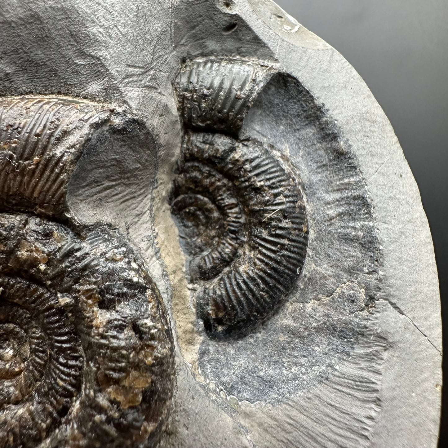 Dactylioceras tenuicostatum Ammonite fossil with box and stand - Whitby, North Yorkshire Jurassic Coast