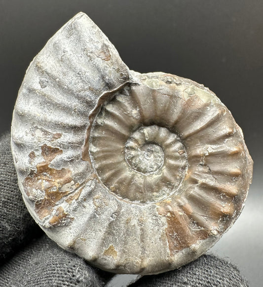 Agassiceras shell fossil with box and stand - Whitby, North Yorkshire Jurassic Coast Yorkshire Fossils