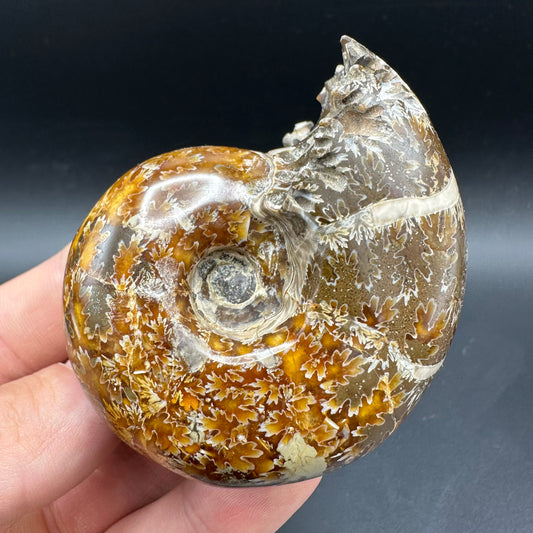 Puzosia Ammonite Fossil With Box And Stand - Cretaceous Ammonite Madagascar
