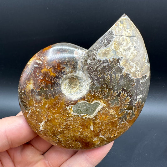 Cleoniceras Ammonite Fossil With Box And Stand - Cretaceous Ammonite Madagascar