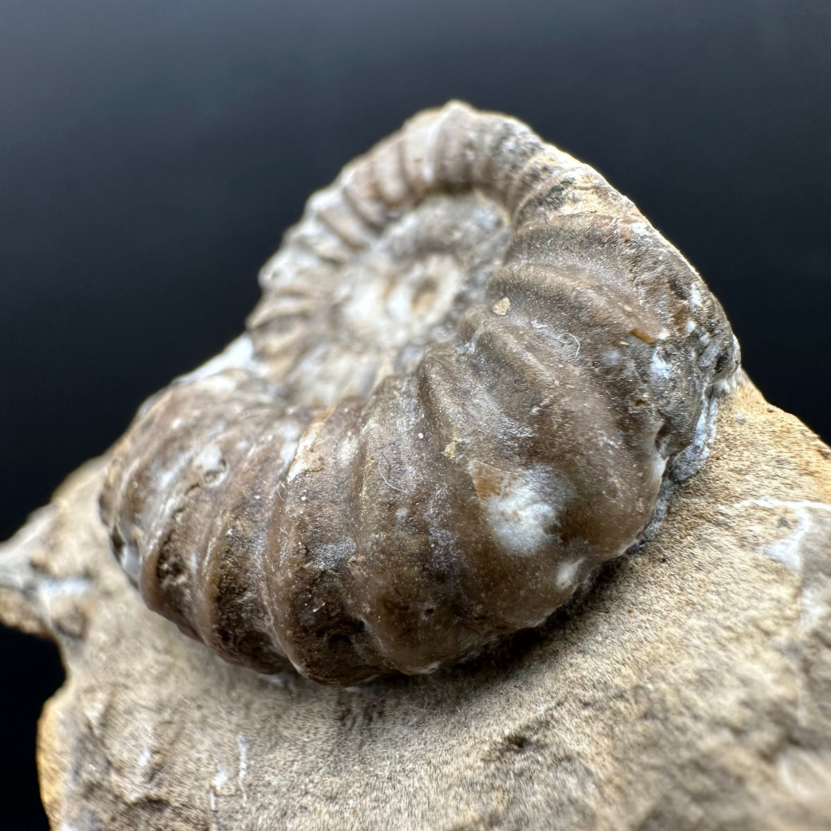 Androgynoceras capricornus Ammonite Fossil With Stand - Whitby, North Yorkshire Jurassic Coast Yorkshire Fossils