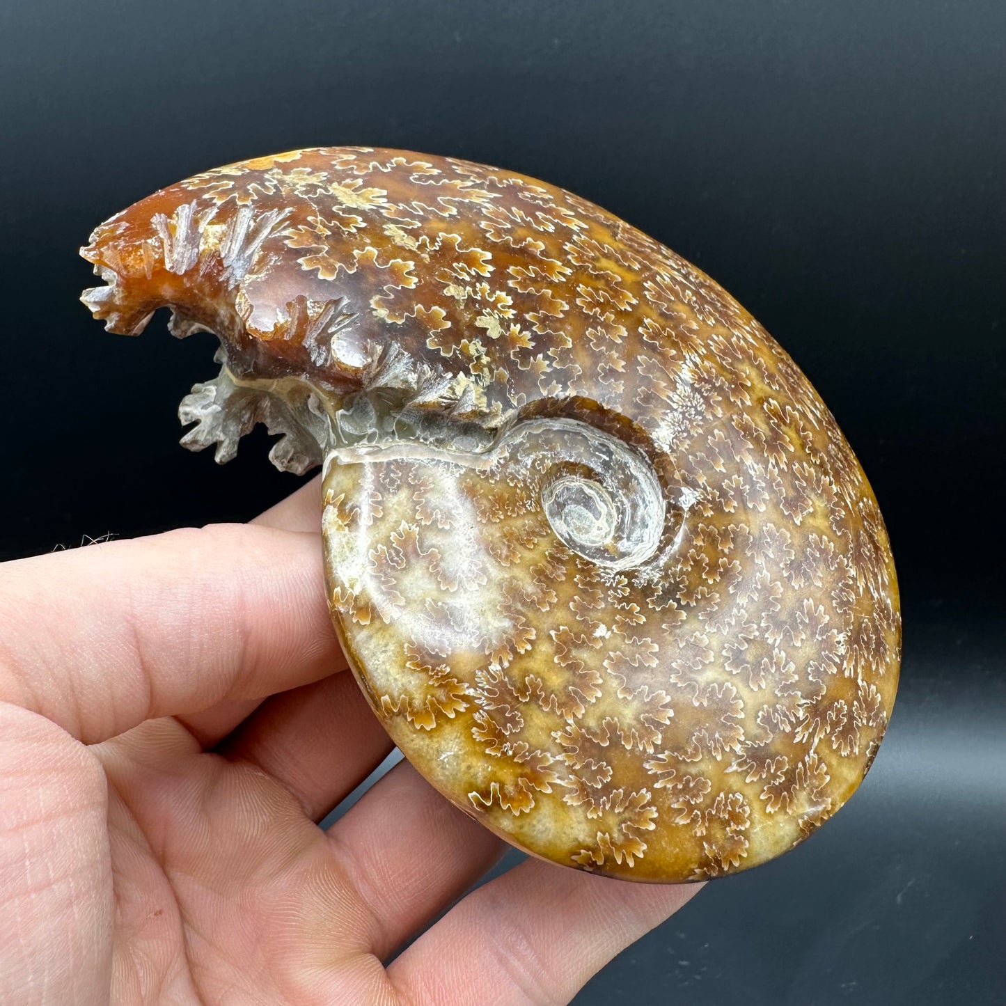 Cleoniceras Ammonite Fossil With Box And Stand - Cretaceous Ammonite Madagascar