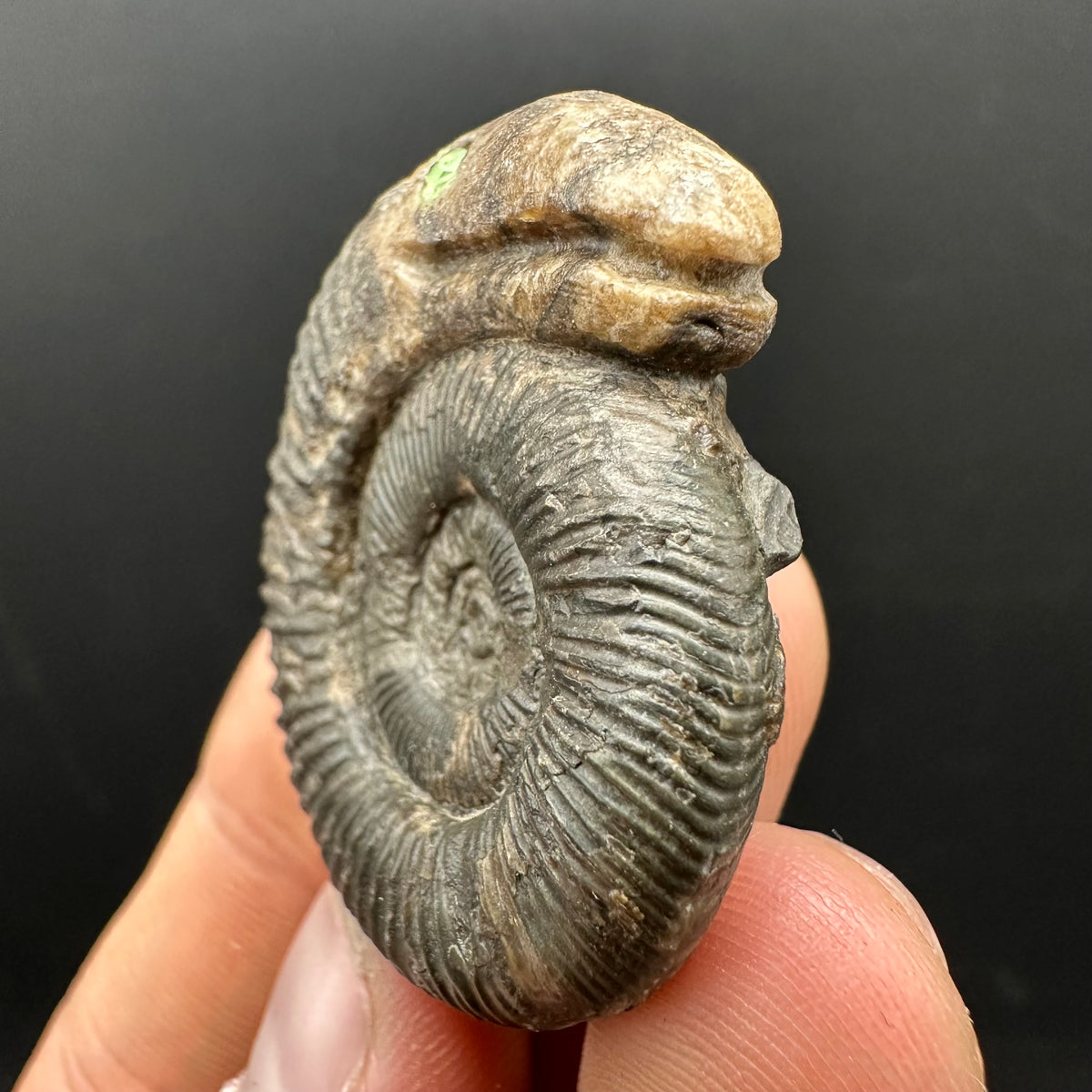 Snakestone Ammonite Fossil With Bag/Box And Stand - Whitby, North Yorkshire Jurassic Coast Yorkshire Fossils