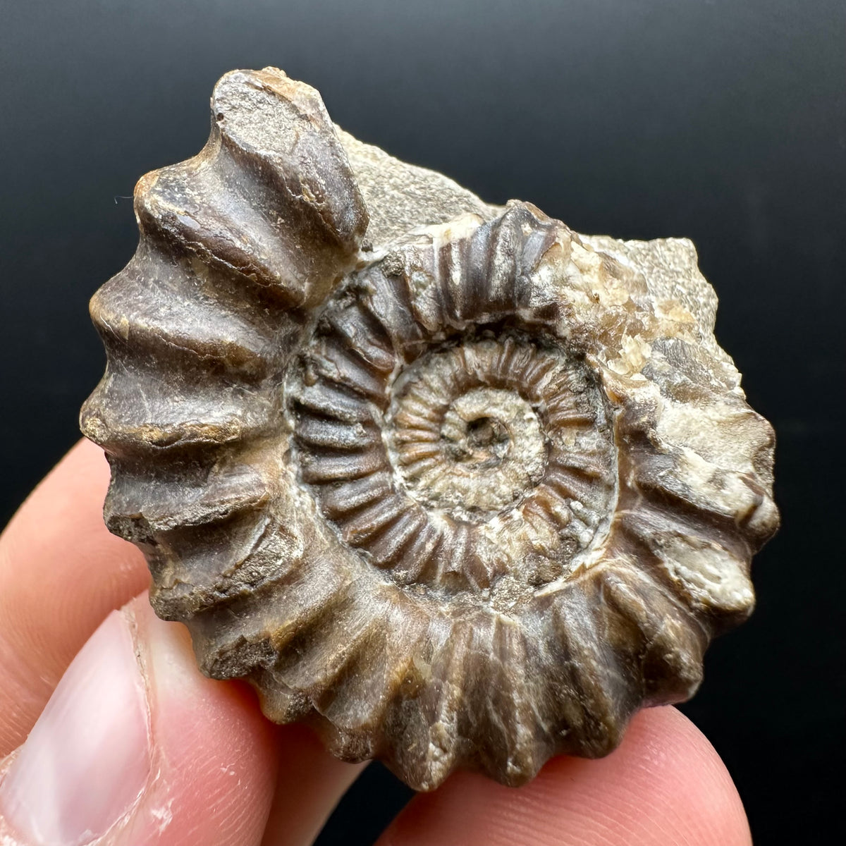 Androgynoceras capricornus Ammonite Fossil With Stand - Whitby, North Yorkshire Jurassic Coast Yorkshire Fossils