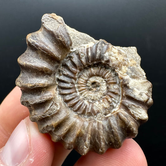 Androgynoceras capricornus Ammonite Fossil With Stand - Whitby, North Yorkshire Jurassic Coast Yorkshire Fossils