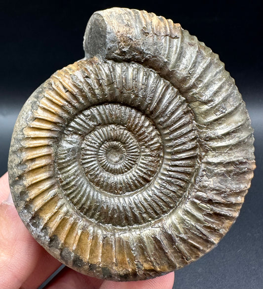 Dactylioceras Ammonite Fossil With Box And Stand - Whitby, North Yorkshire Jurassic Coast Yorkshire Fossils